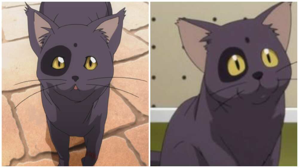 anime cat character