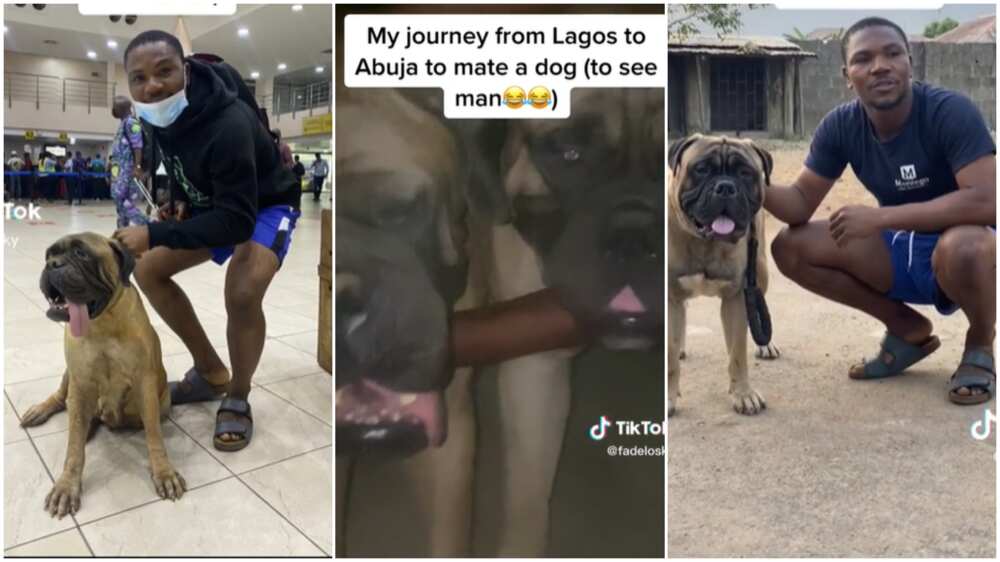 Man Takes Care of Bullmastiff, Flies to Abuja From Lagos to Find Dog Good  Partner 