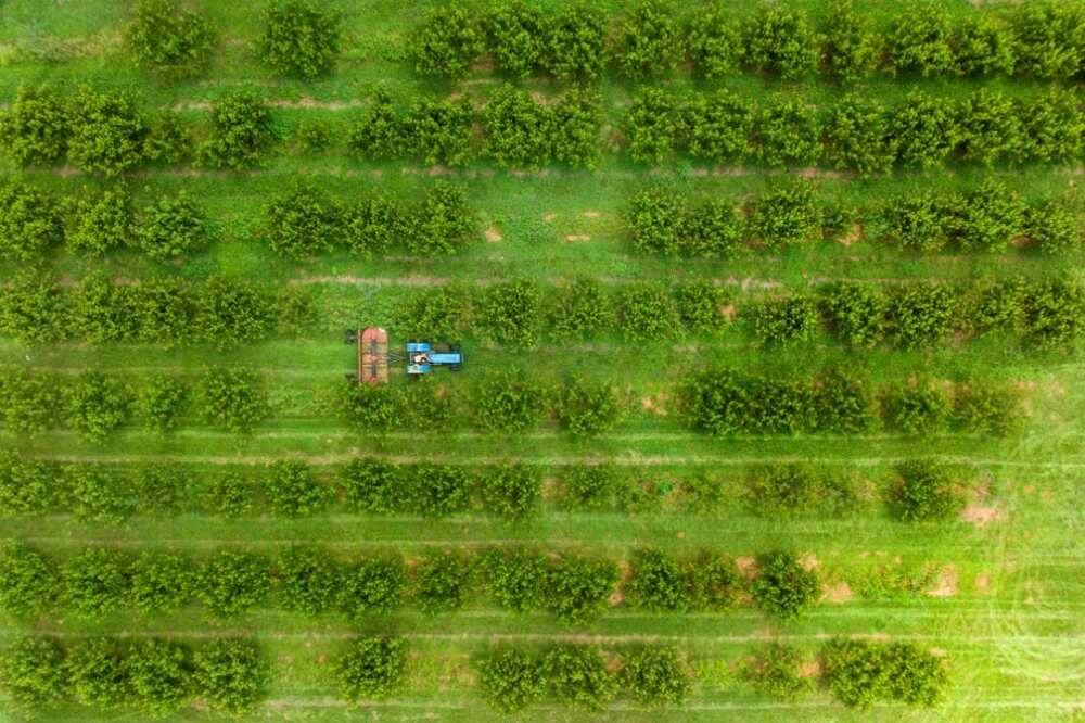 cecilware c 30958 coffee urn parts An aerial view of a peach orchard at Gregg Farms in Georgia Cecilware c 30958 coffee urn parts an aerial view of a peach orchard at gregg farms in georgia
