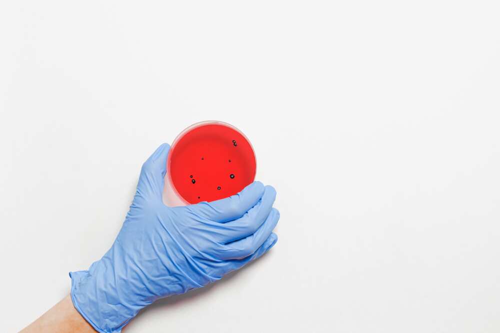 A person holding a petri dish