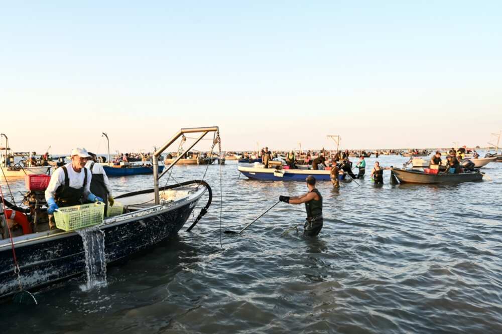 The blue crab risks putting Italian clam and mussel farmers out of business The blue crab risks putting Italian clam and mussel farmers out of business
