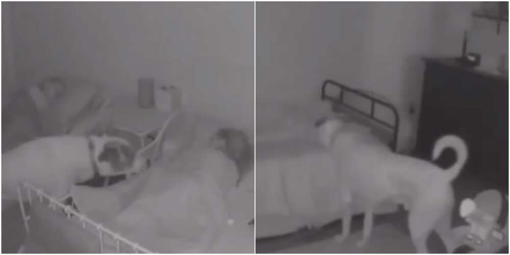 The loyal dog checks on its owner's sleeping kids every night The loyal dog checks on its owner's sleeping kids every night