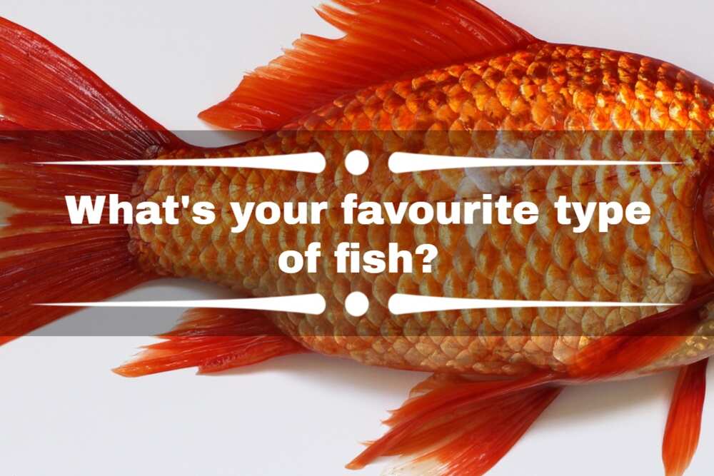 favorite things questions favorite things questions