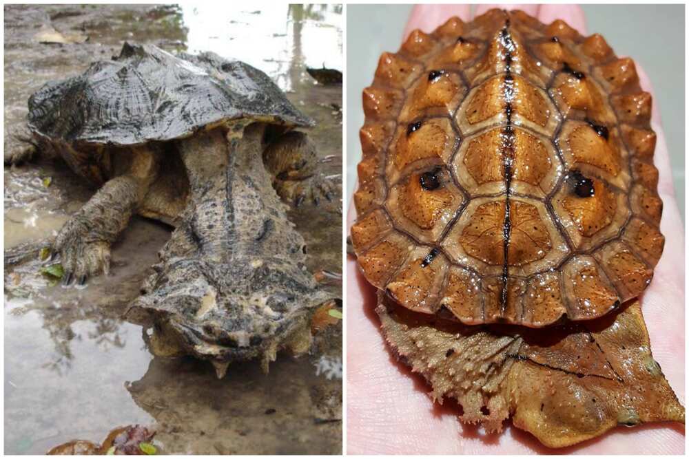 Scariest animals Scariest animals