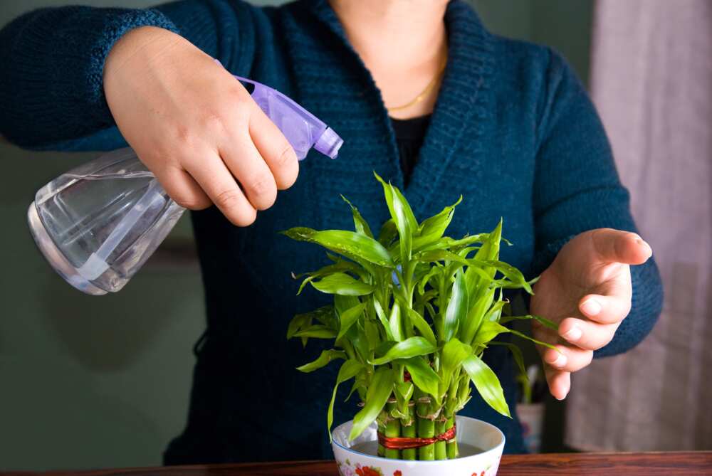 houseplants that don't need sunlight houseplants that don't need sunlight