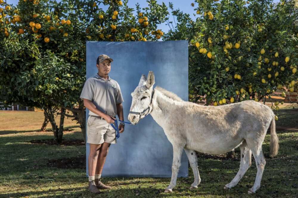 Theft of donkeys also hits small farmers who need the animals to transport their produce Theft of donkeys also hits small farmers who need the animals to transport their produce