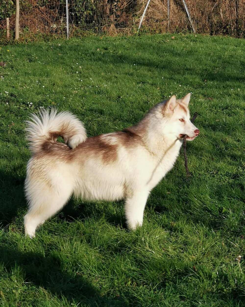 Expensive dogs Expensive dogs