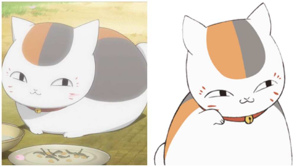 anime cats