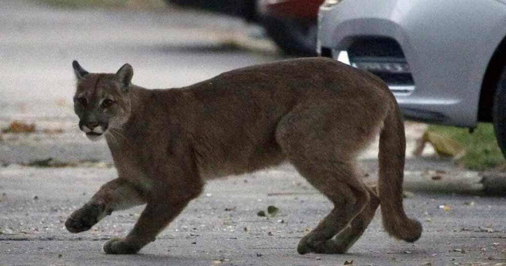 A mother fought off a mountain lion.