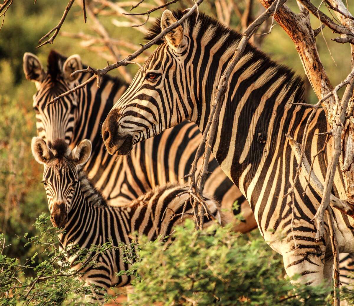 Names Of Different Animals And Their Young Ones