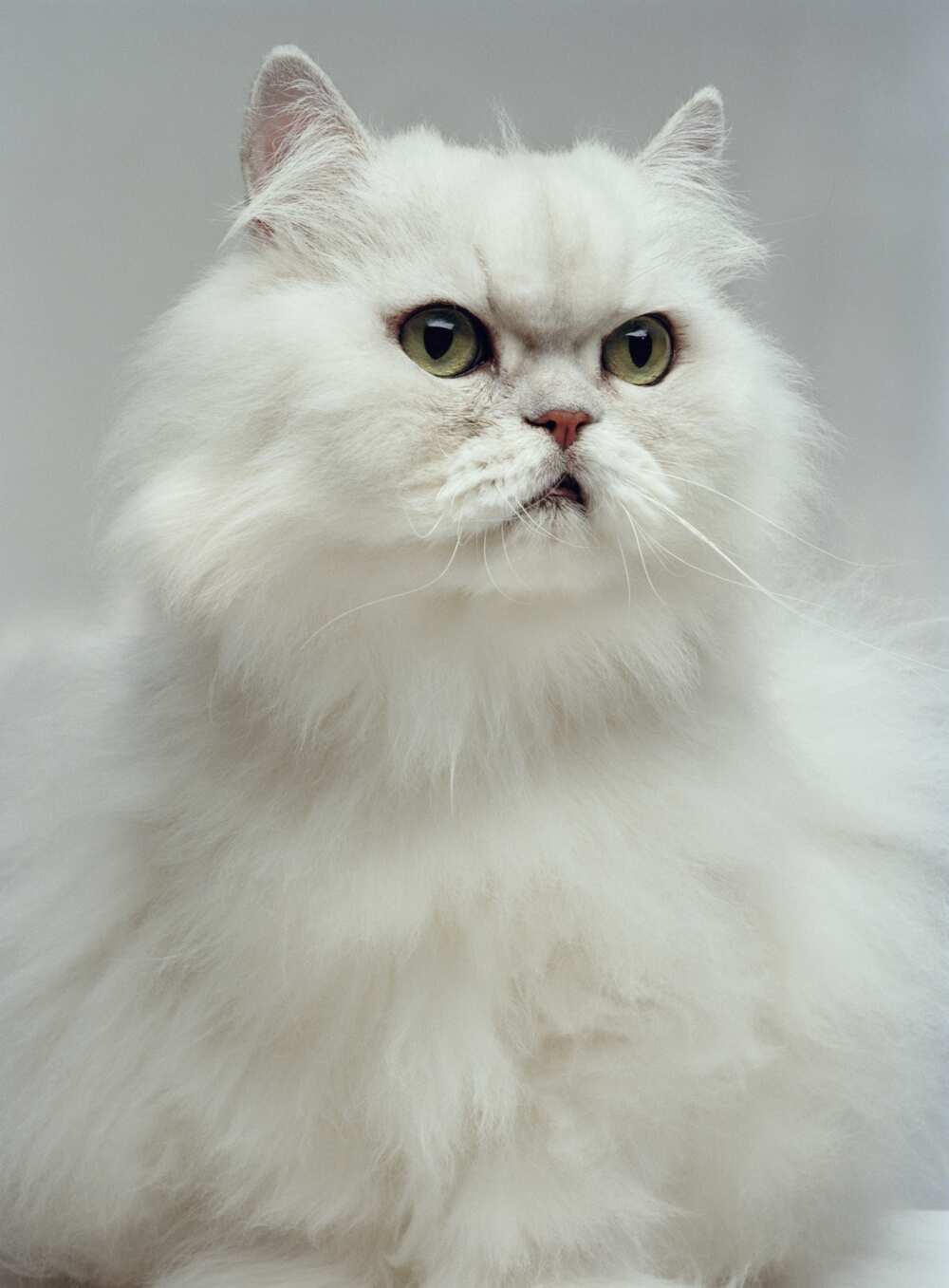 le chat le plus beau du monde : persan