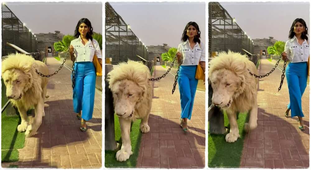 Photos of a lady walking a lion like a pet dog.