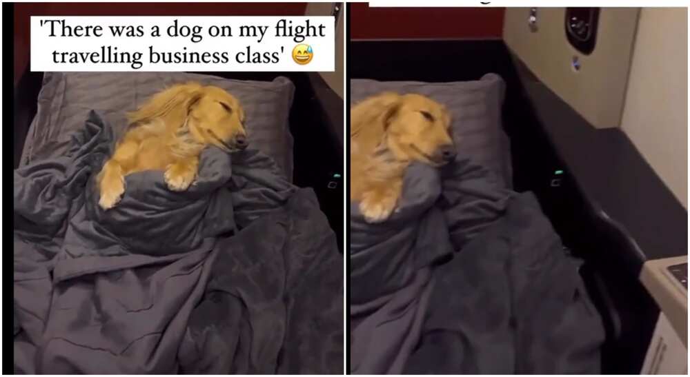 rich dog meme