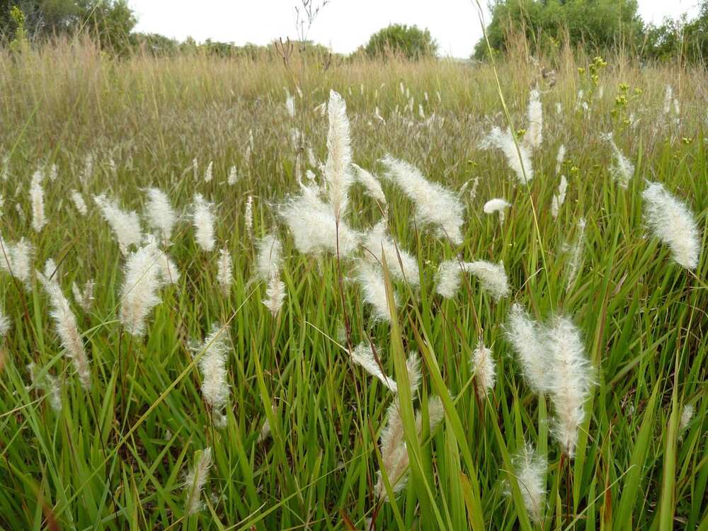 Imperata cylindrica