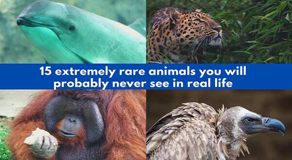 15 extremely rare animals you will probably never see in real life -  
