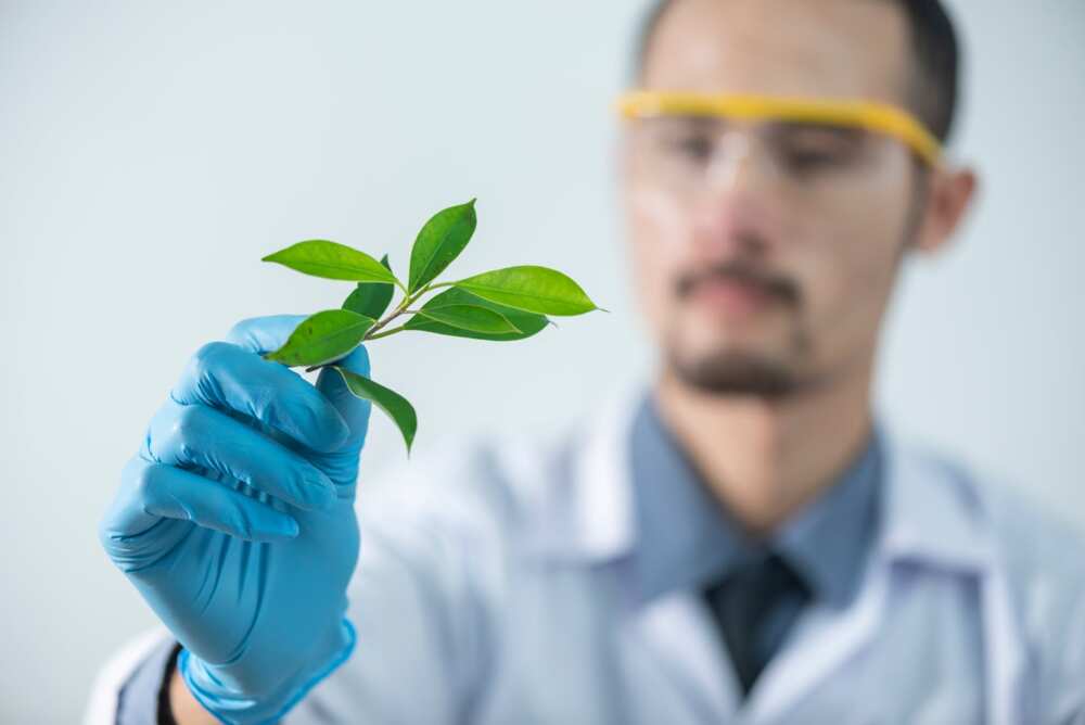 benefits of gmos benefits of gmos