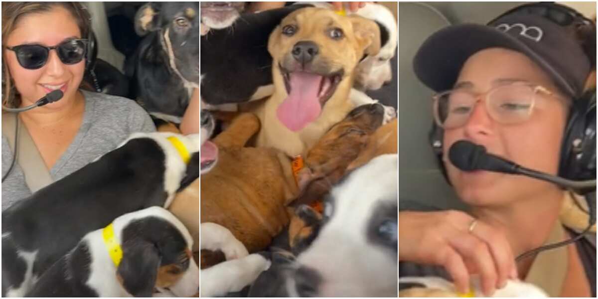 26-year-old lady commended after flying 27 dogs to another state to ensure their safety, video warms hearts