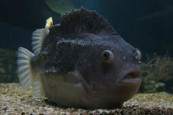 Ugliest fish in the world
