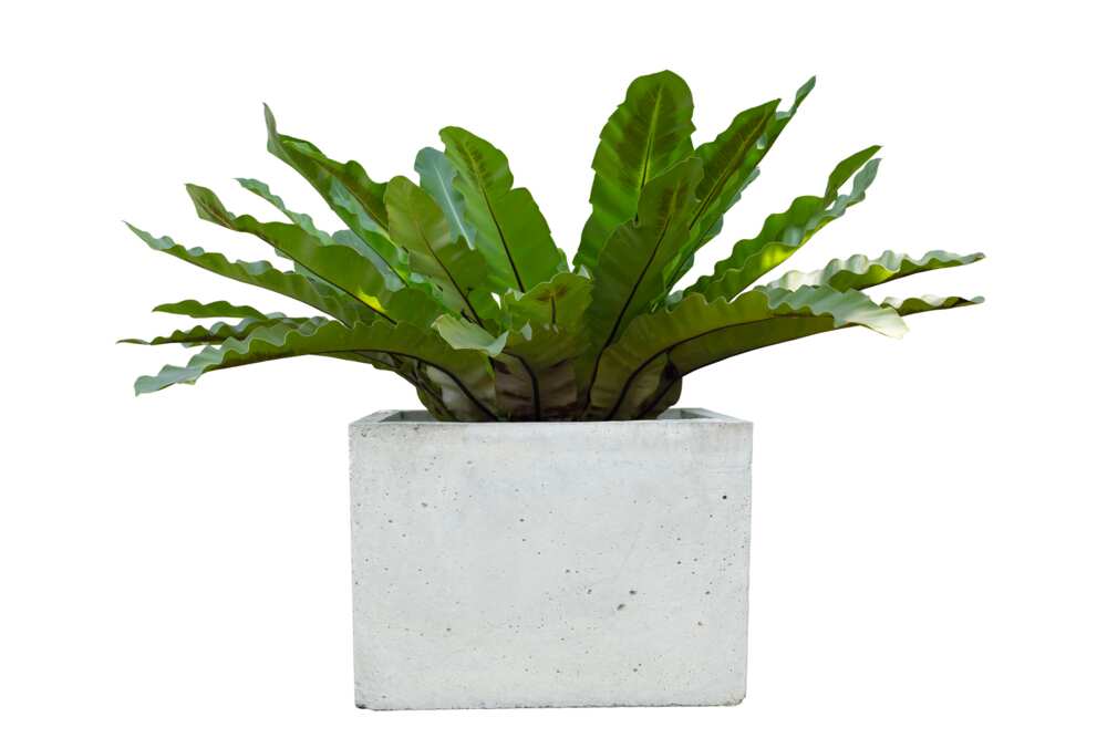 office plants that don't need sun office plants that don't need sun