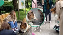 Man transformed self into dog with $14,000, stepped out for first walk? Facts you should know