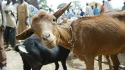 Gwamnatin Jigawa Ta Raba Wa Mata Tallafin Akuya Da Bunsuru 4,050 Don Kawar Da Talauci