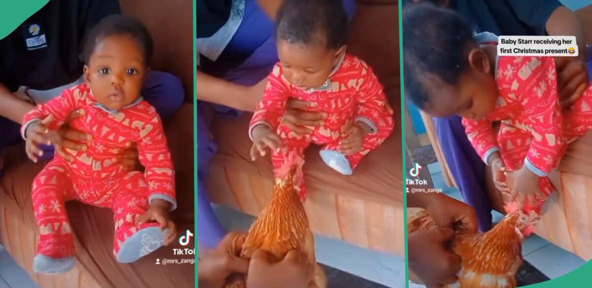 Video: See what this baby did when she received the gift of a Christmas chicken