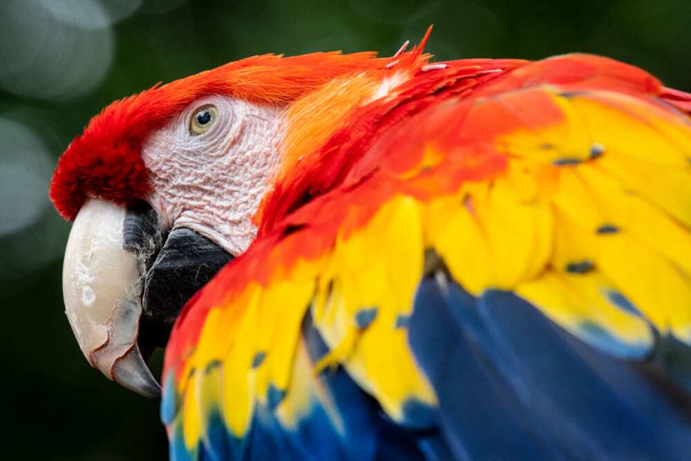 Scarlet macaw