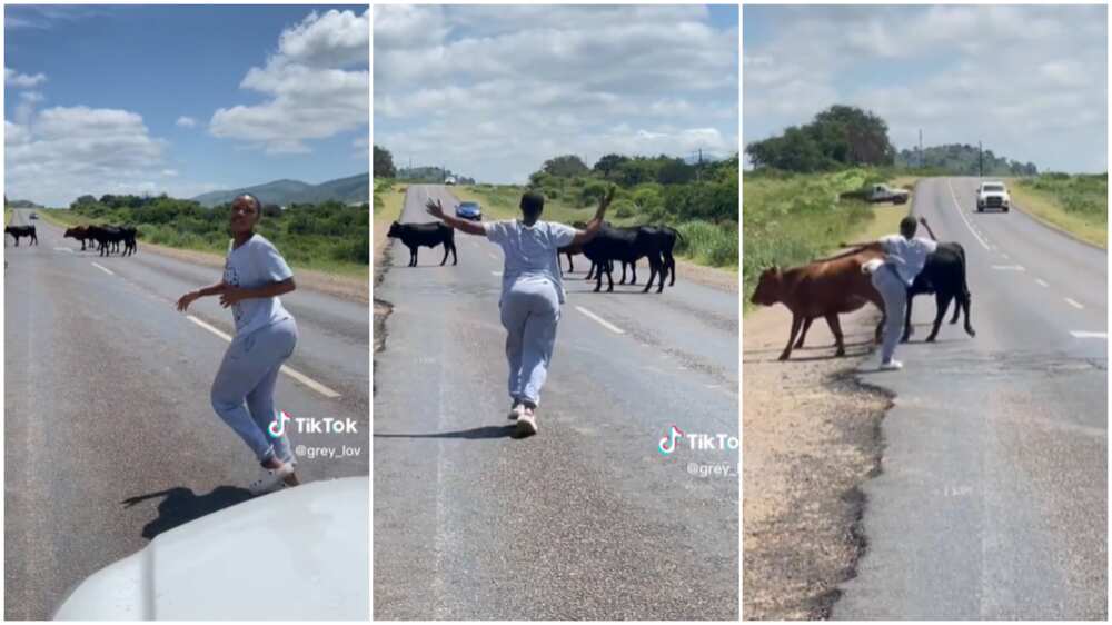 Lady chased cows/her lover laughed.