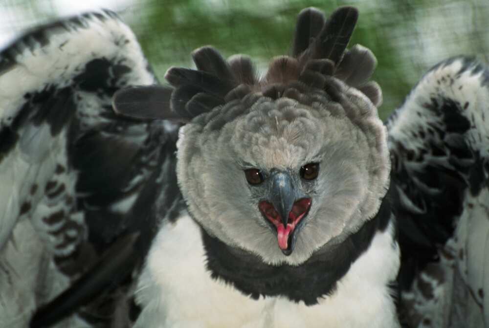 A Harpy eagle swinging its wings