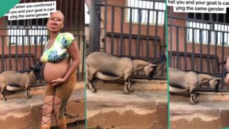 Lady excited after finding out she and goat are pregnant with same gender, celebrates in video