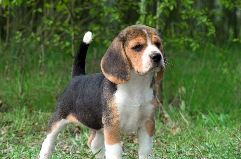 cutest dog in the world cutest dog in the world