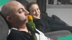 Trained parrot feeds man chips, takes it from his lap, and places it in his mouth
