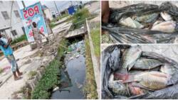 It'd be expensive: Reactions as Nigerian man shows off big Tilapia fishes kids caught in a gutter in Bayelsa