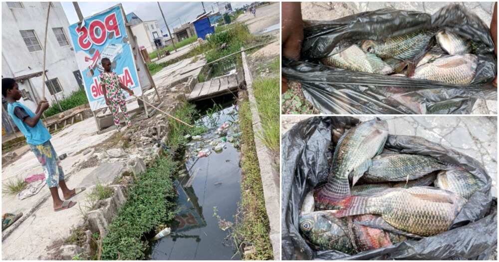 Onisoman Kos-Ikah, big Tilapia fishes, Bayelsa state, gutter, drainage