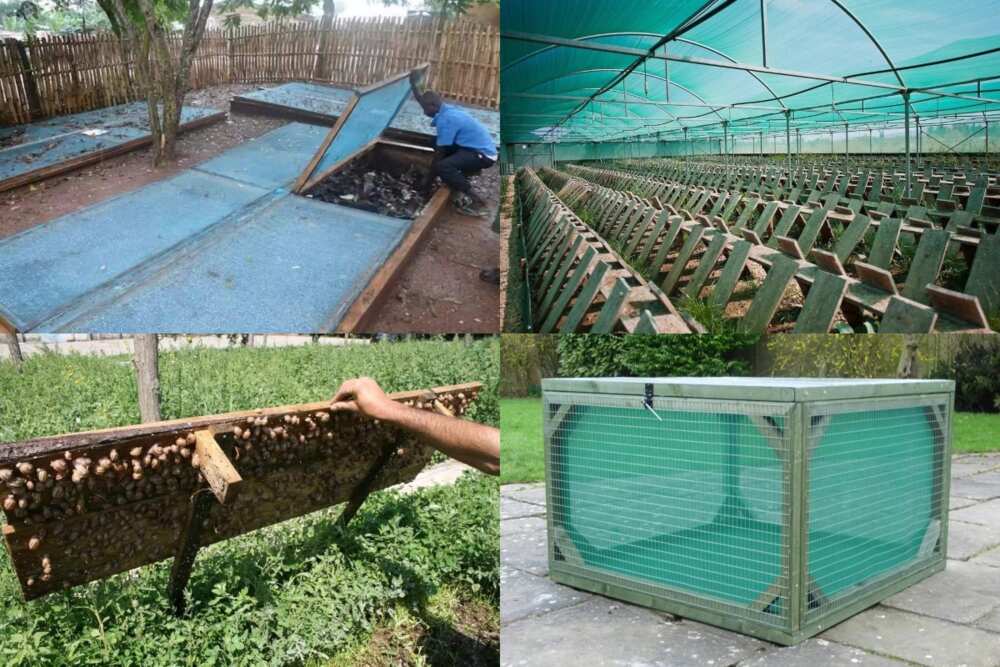 snail farming for beginners snail farming for beginners