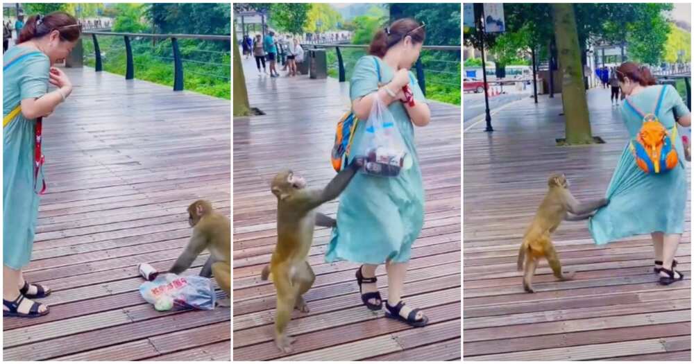 Funny monkey videos, monkey embarrasses lady, monkey drags lady's dress, monkey takes lady's bag Funny monkey videos, monkey embarrasses lady, monkey drags lady's dress, monkey takes lady's bag