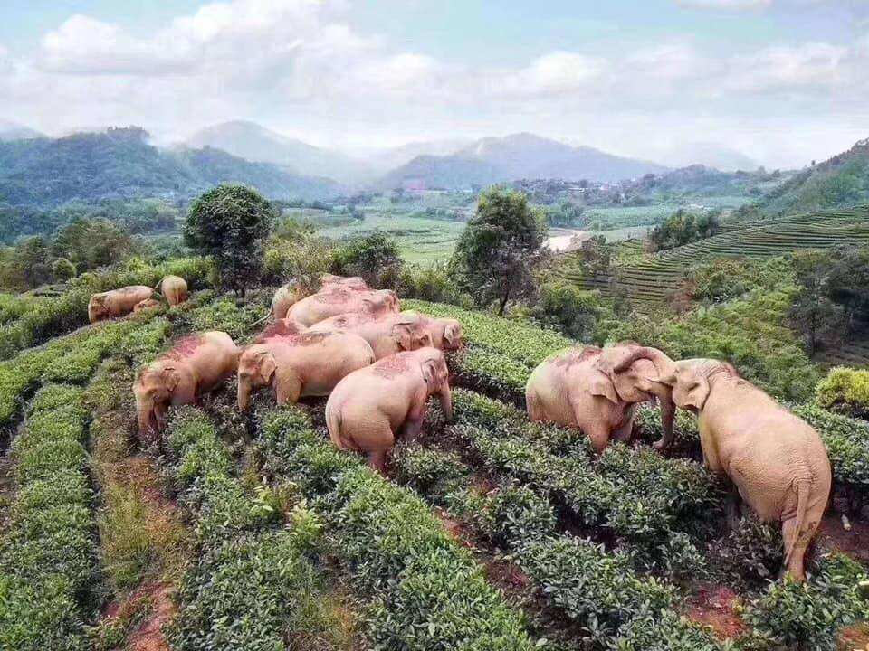 Elephants In China Get Drunk On Corn Wine
