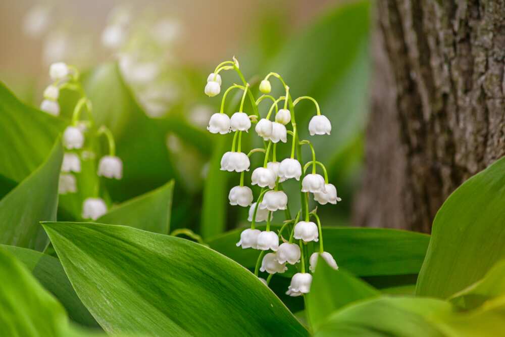 Lily of the valley, blooming in the spring forest
