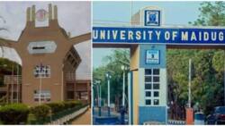 “No be say anything go change”: Nigerians react as UNIBEN, UNIMAID, other universities increase fees