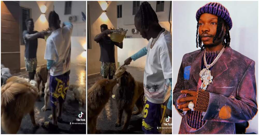 Naira Marley, dogs, chickens