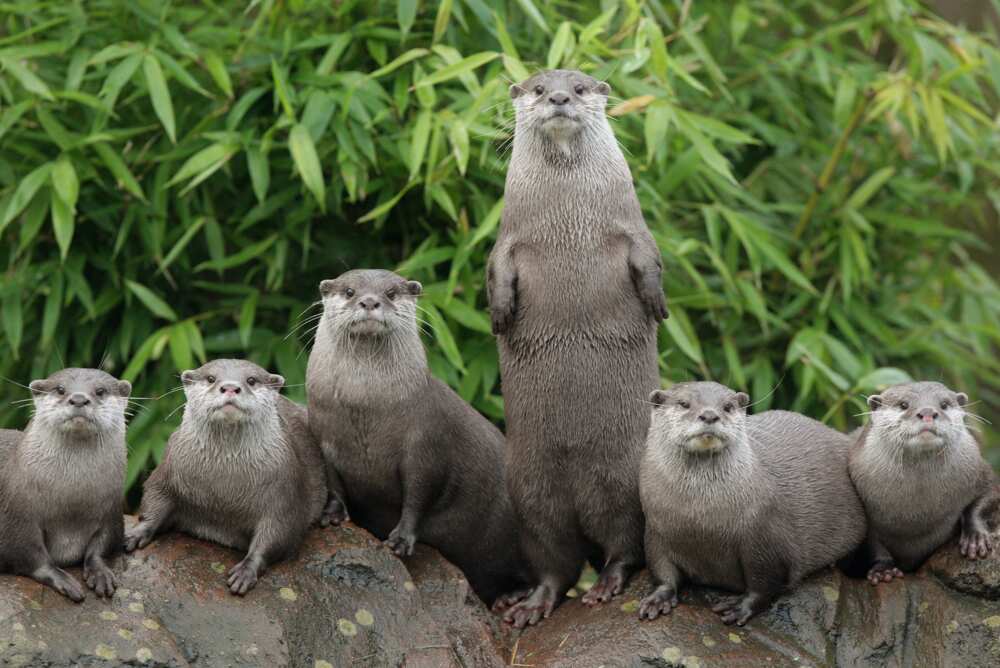 animals that mate for life animals that mate for life