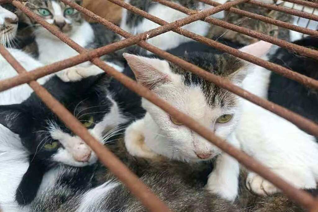 Chinese police rescue 150 cats headed for dinner tables