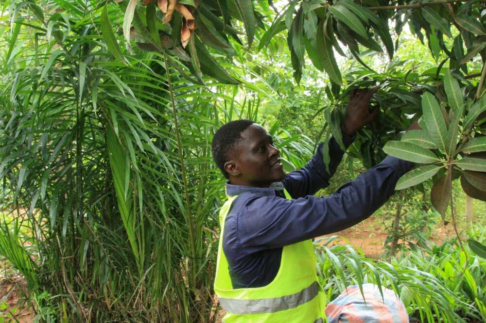 Campaigner: Sebastien Balouki is fighting to replant Togo's tropical forests Campaigner: Sebastien Balouki is fighting to replant Togo's tropical forests