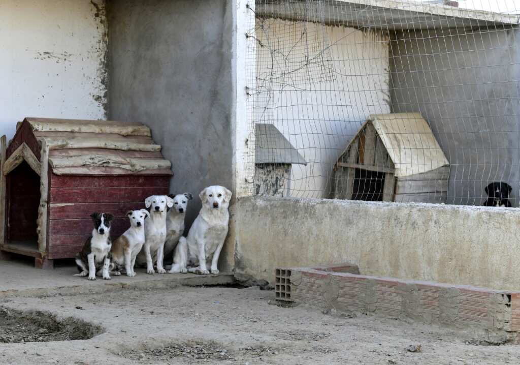 Dangerous stray dogs pose culling dilemma in N.Africa