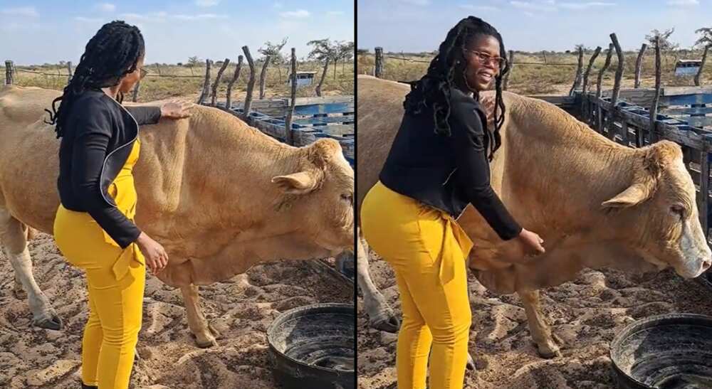 Photos of a beautiful and curvy lady playing with fat cow.