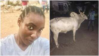 A collage showing the lady and one of the cows she bought.
Photo source: Twitter/@ChimdiIbeawuchi