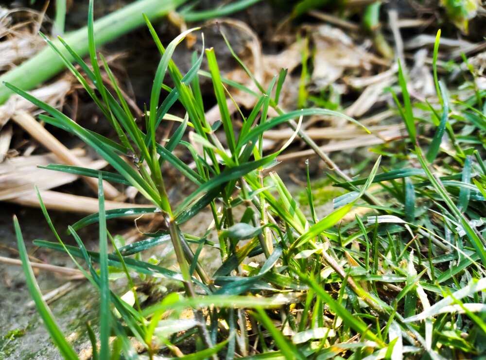 botanical name of bahama grass