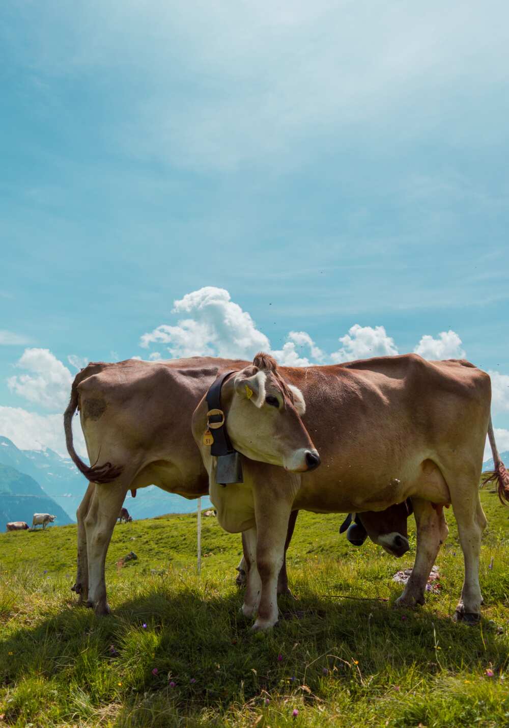 names for cows