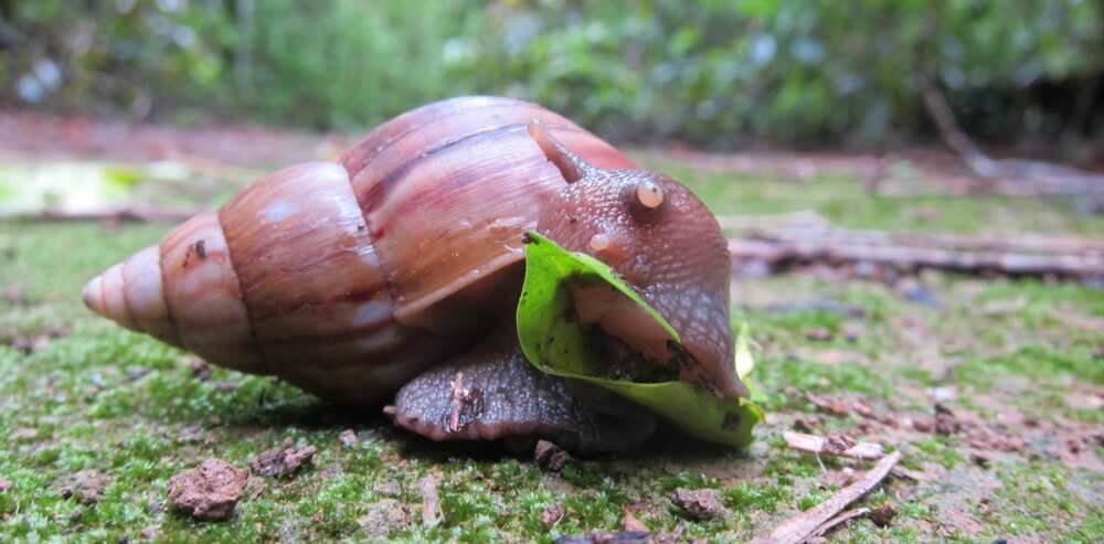 Snail farming