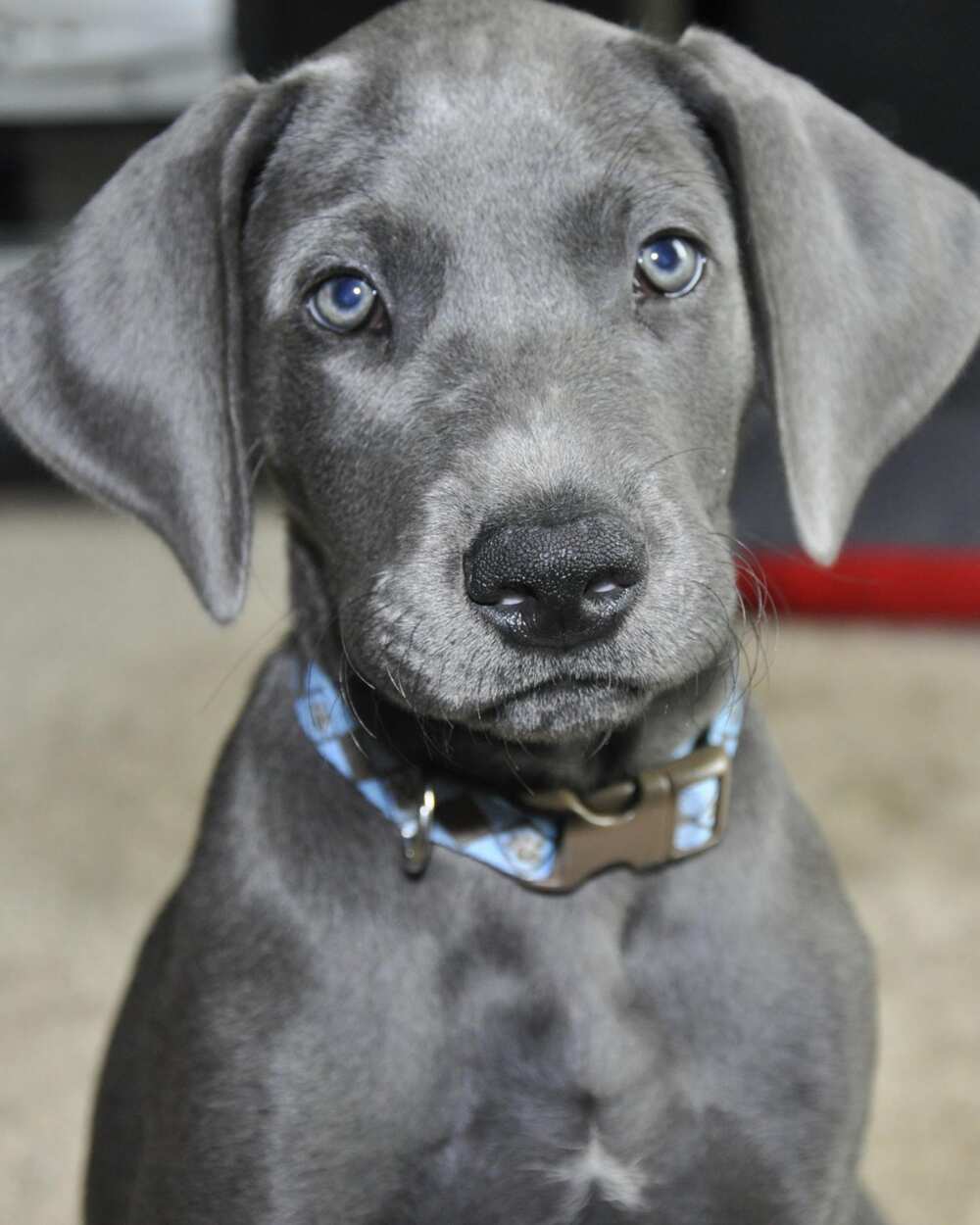 cutest dog in the world cutest dog in the world